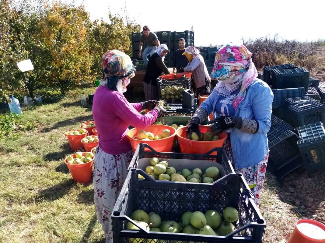 O ilimizde çiftçinin yüzü gülüyor: Hasat, cepleri doldurdu! Kilosu 17 TL, rekolte bu yıl düşük fakat getirisi yüksek 14